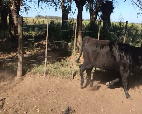Lote 88 Terneros/as en Coronel Suarez, Buenos Aires