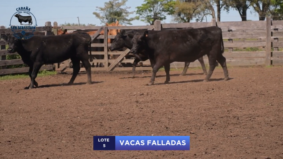 Lote Lote 5 - San Sebastian