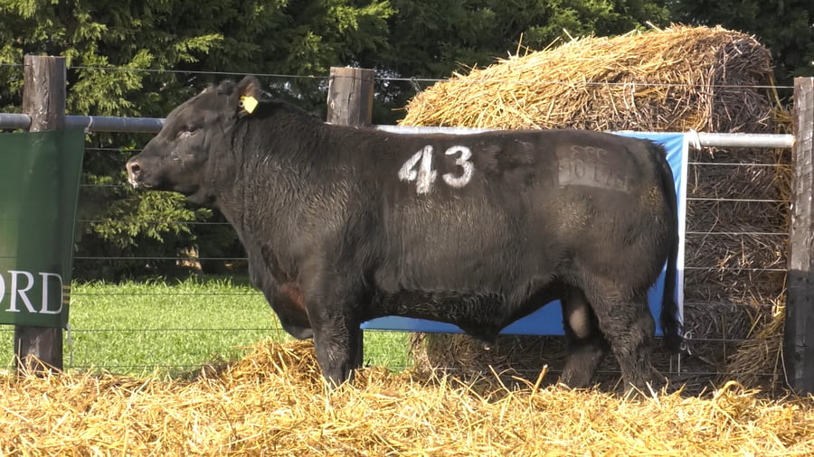 Lote TOROS ANGUS PURO CONTROLADO