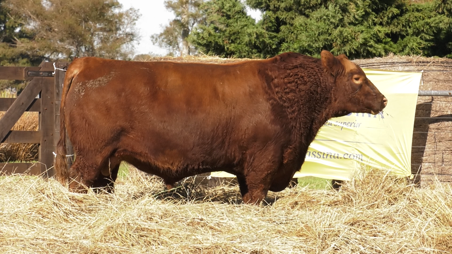 Lote TOROS ABERDEEN ANGUS PP