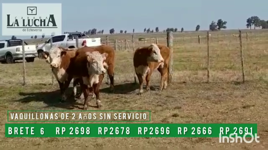 Lote VAQUILLONAS PI DE 2 AÑOS SIN SERVICIO