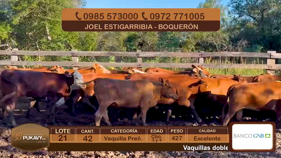 Lote Vaquillas Preñadas