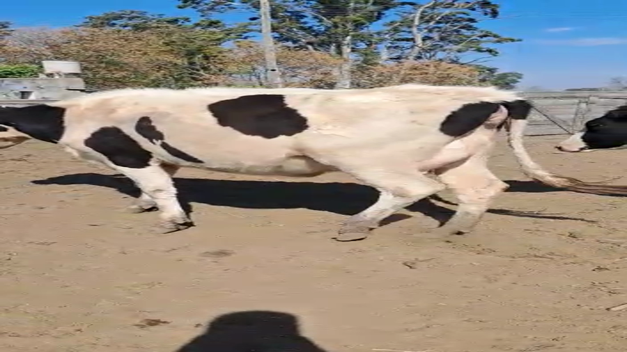 Lote Cristian Perren