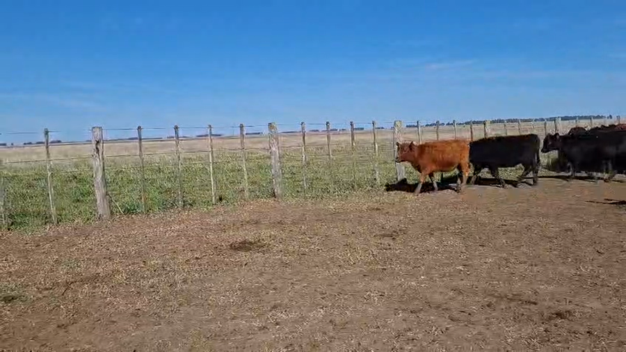 Lote 140 Terneras en Buenos Aires, Olavarría