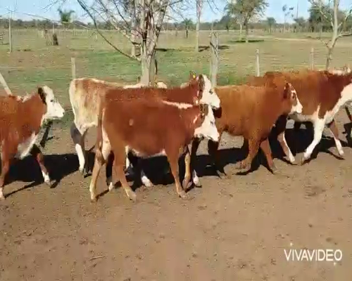 Lote 74 Terneros/as en Curuzú-Cuatiá, Corrientes