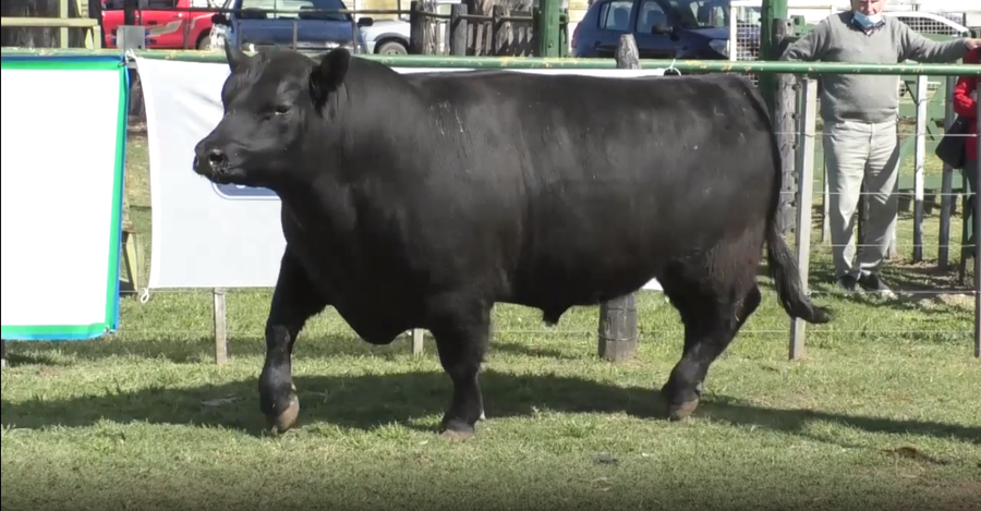 Lote Toro Aberdeen Angus Negro PC - RP2058 - Cabaña El Trece de Palos
