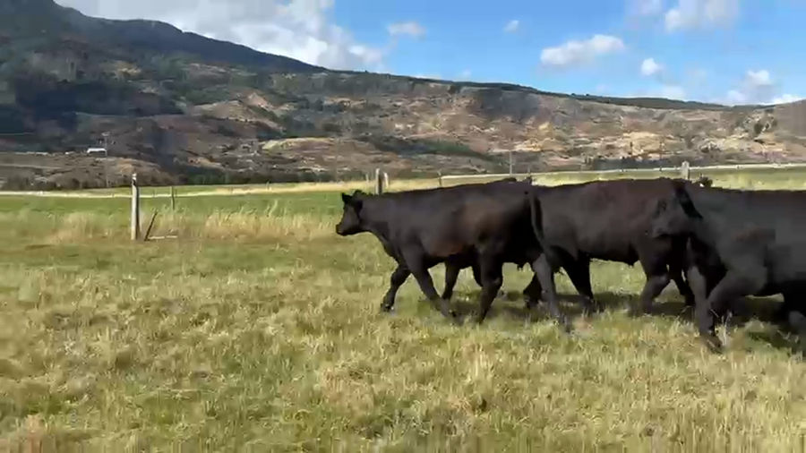 Lote 50 Novillo Engorda en XI Región Aysén, Coyhaique