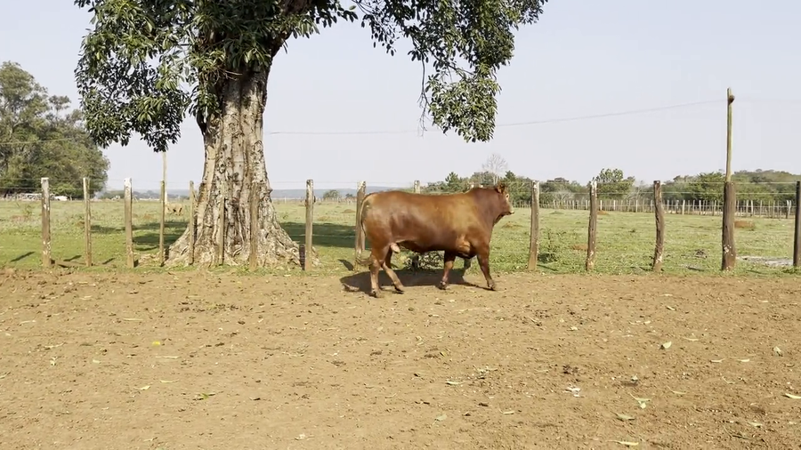 Lote TOROS BRANGUS, Cabaña "SAN SIMON"