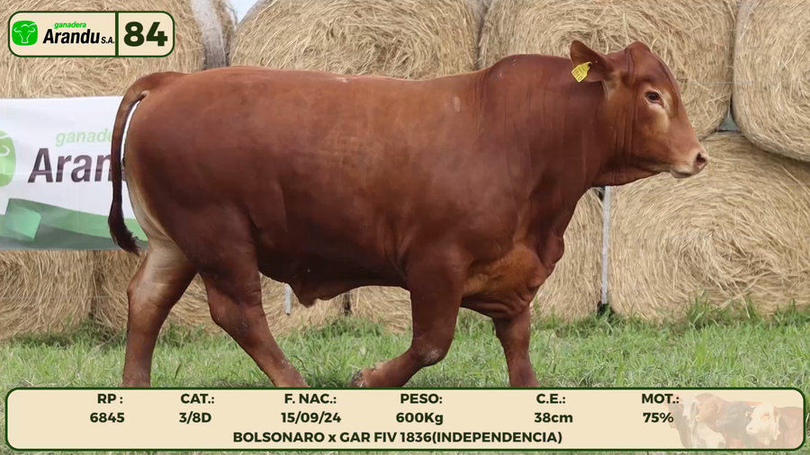 Lote LOTE 84