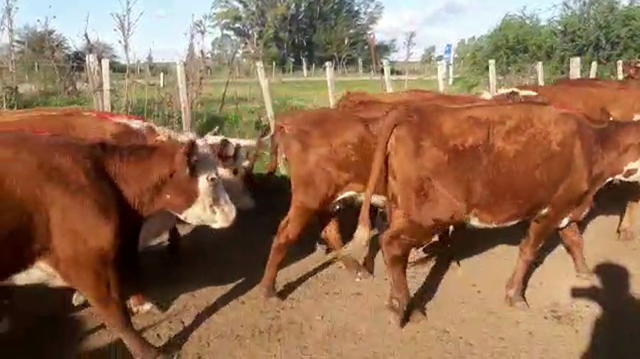 Lote 22 Vacas preñadas Hereford