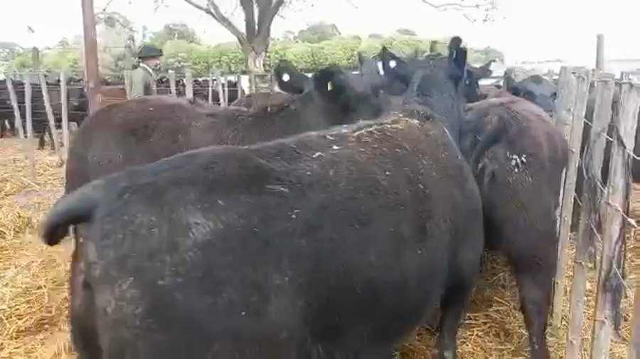 Lote "Corral 196 Vaq. Angus MAS y Generales Preñadas ""SUC. DE GOTI"""