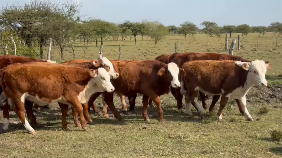 Lote 70 Terneros/as