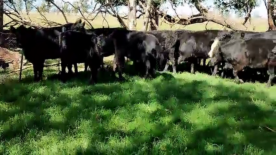 Lote 22 Vaquillonas en Olavarria