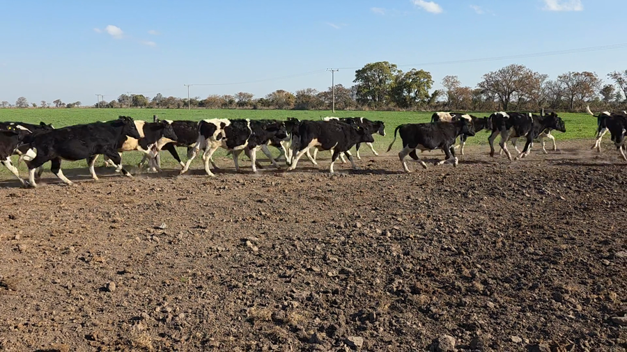 Lote 35 Novillitos Holando Argentino en Seeber, Córdoba