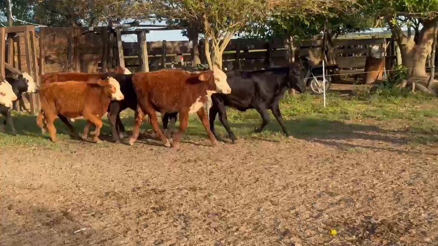 Lote 40 Terneros/as en Corrientes, Paso de Los Libres