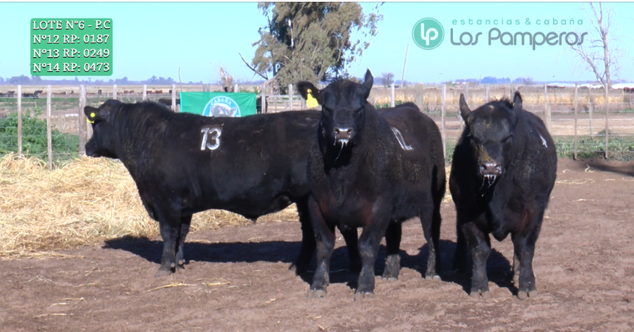 Lote TOROS PUROS CONTROLADOS
