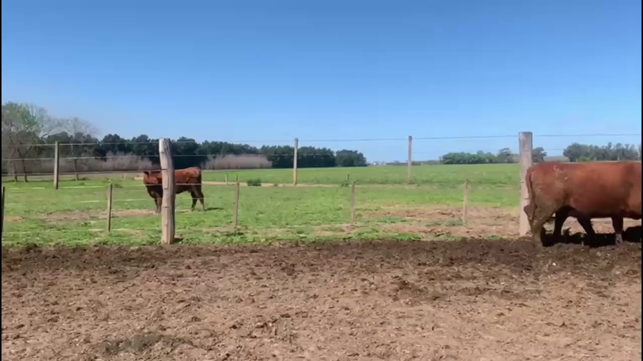 Lote 14 Vaquillonas de invernada