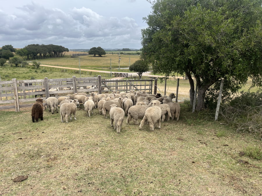 Lote Corderos mamones