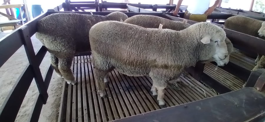 Lote 3 borregos pedigree 2dts planteleros