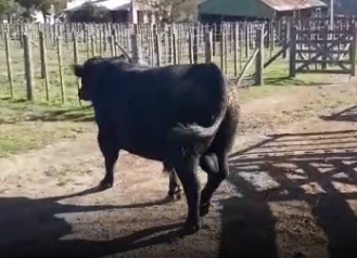 Lote 1 Toros reproductor de 700Kg en Alejo Ledesma, Córdoba