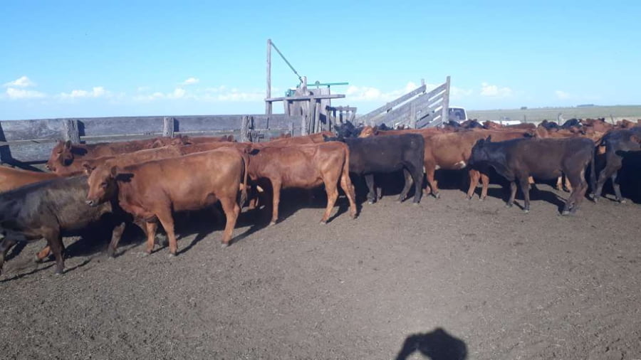 Lote 100 Terneras en arboledas, Buenos Aires