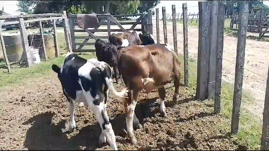 Lote terneros hol 6