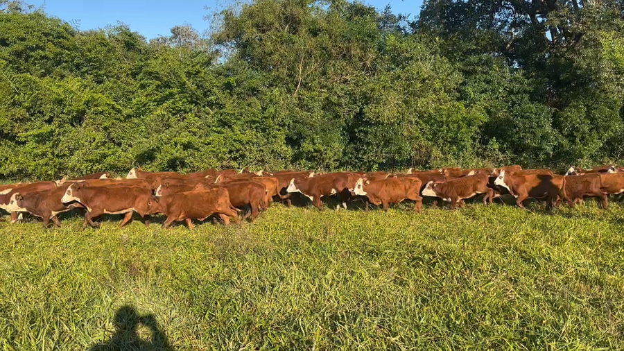 Lote 150 Terneras