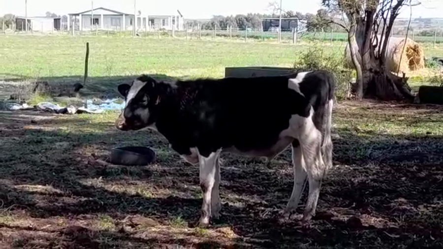 Lote (Vendido)Terneros HOLANDO a remate en PANTALLA FEDERICO GARLAND 250kg -  en LA PAZ CP