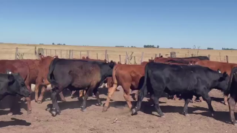 Lote 60 TERNS. MACHOS, OLAVARRIA, PCIA. BS. AS.