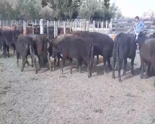 Lote 40 Terneros en Huanguelen, Buenos Aires