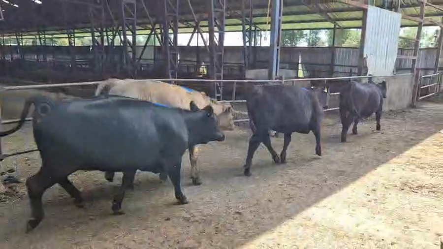 Lote 16 Vaquilla Gorda en Futrono, XIV Región Los Ríos