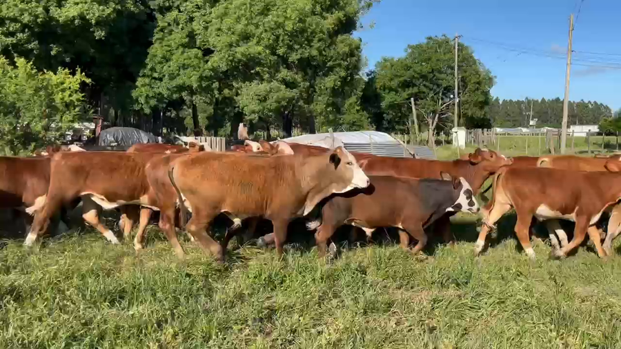 Lote 105 Terneros