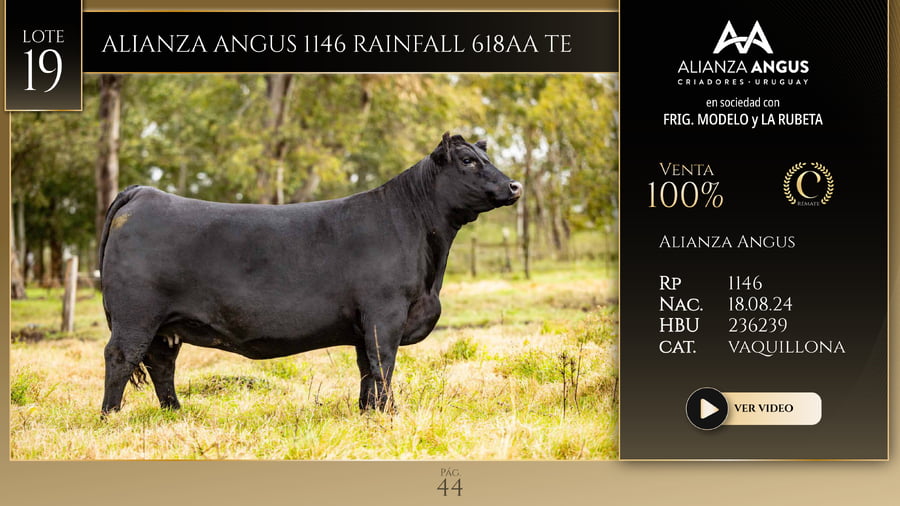 Lote ALIANZA ANGUS 1146 RAINFALL 618AA TE
