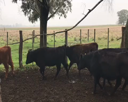 Lote 46 Terneras en La Plata, Buenos Aires