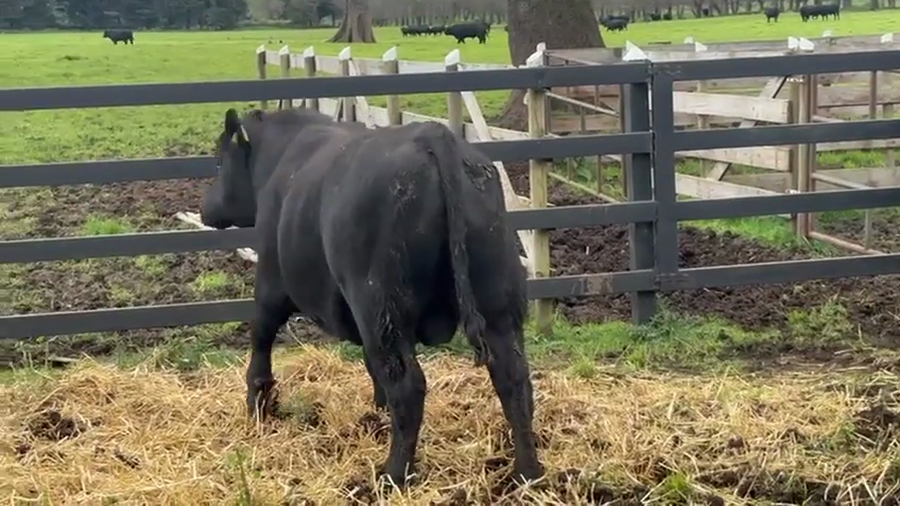 Lote 1 Toro