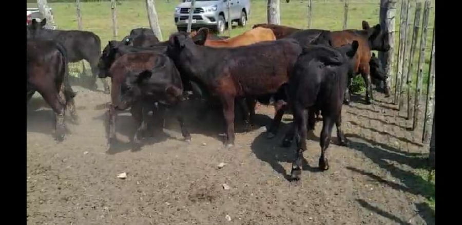 Lote 20 Terneros/as en Villaguay, Entre Ríos