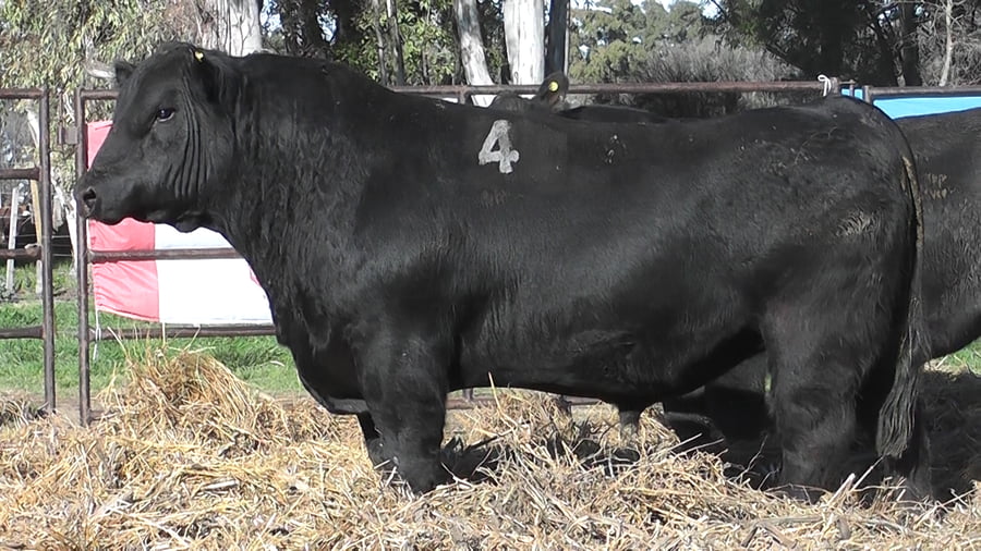 Lote ANGUS PURO CONTROLADO