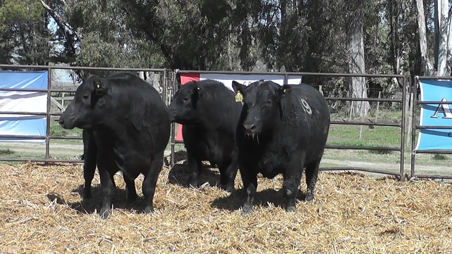 Lote TOROS ANGUS NEGROS PC