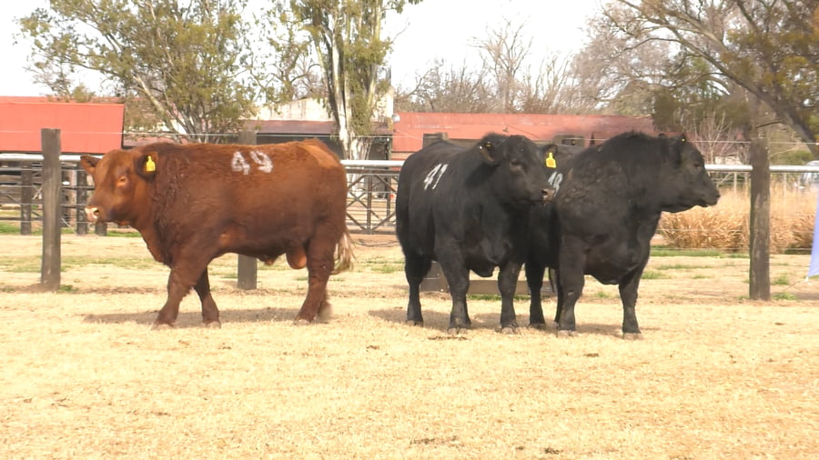 Lote TOROS ANGUS PUROS CONTROLADOS