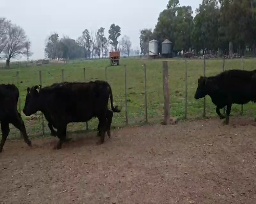 Lote 19 Vacas nuevas en Gral. Lamadrid, Buenos Aires