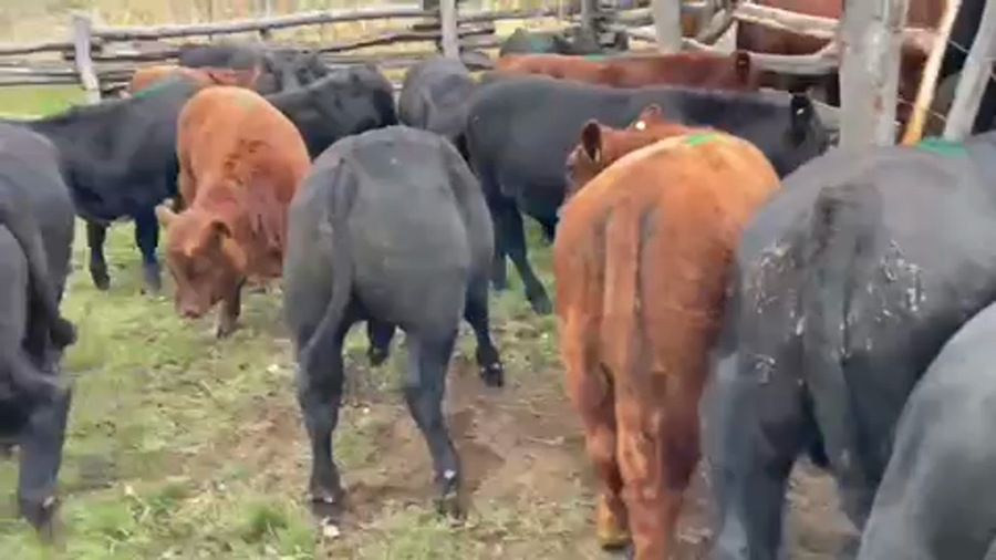 Lote 26 Ternero en Coyhaique, XI Región Aysén