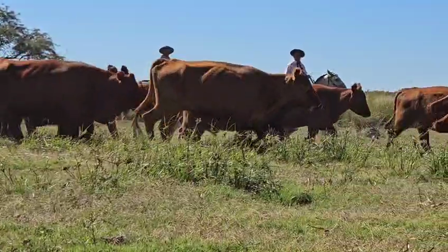 Lote 50 Vaquillonas C/ cria en Corrientes, Sauce
