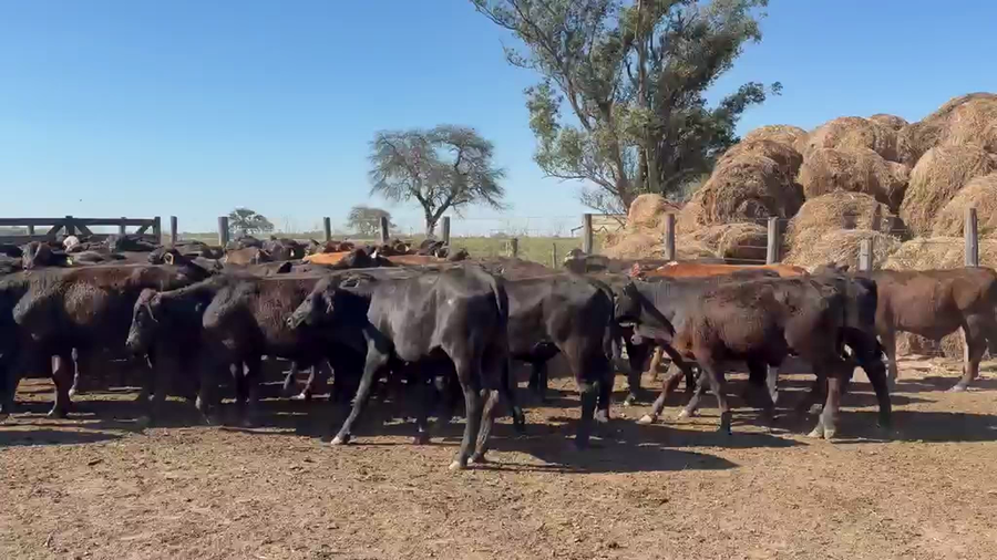 Lote 68 Novillitos en Chaco, Santa Sylvina