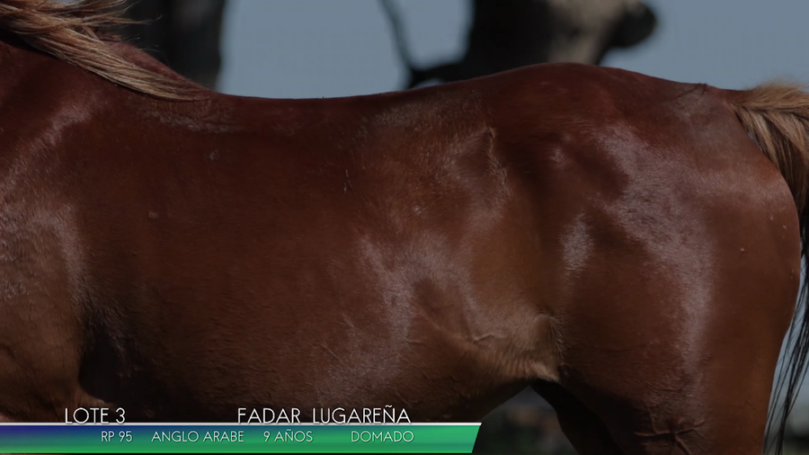 Lote FADAR LUGAREÑA