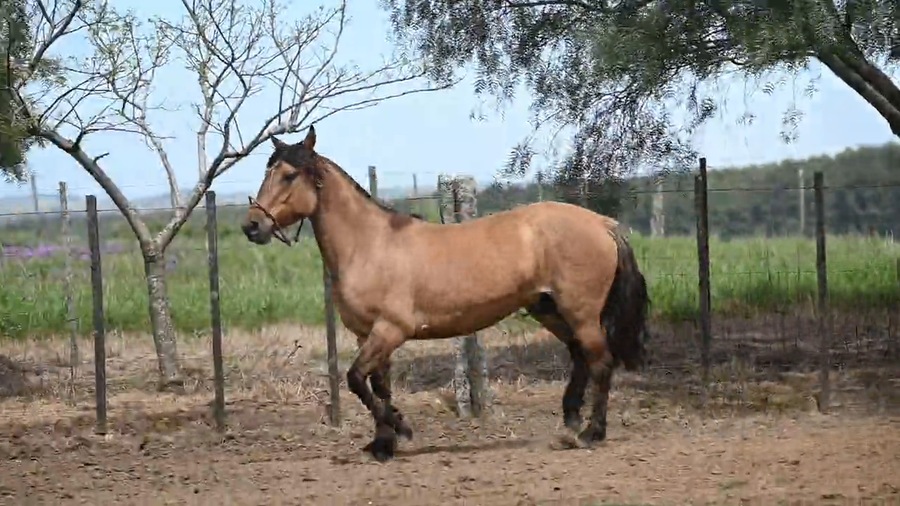 Lote EL  GAVILÁN  PULPA  de  TOMATE