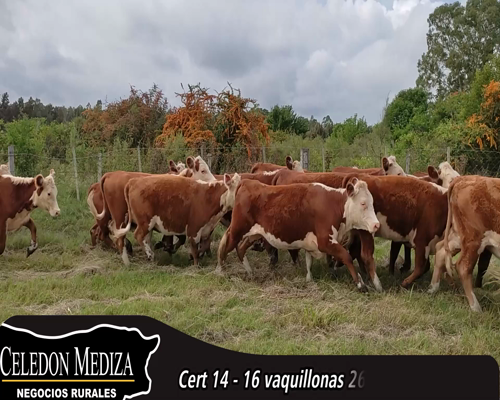 Lote (Vendido)16 Vaquillonas 1 a 2 años HE a remate en 14 remate por pantalla - Celedón 266kg - , Canelones
