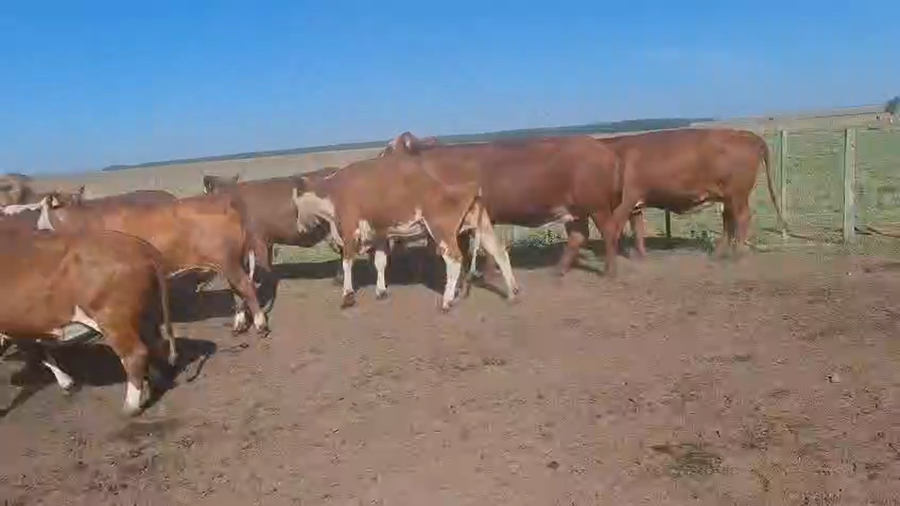 Lote 82 Vacas CUT preñadas en Corrientes, Virasoro