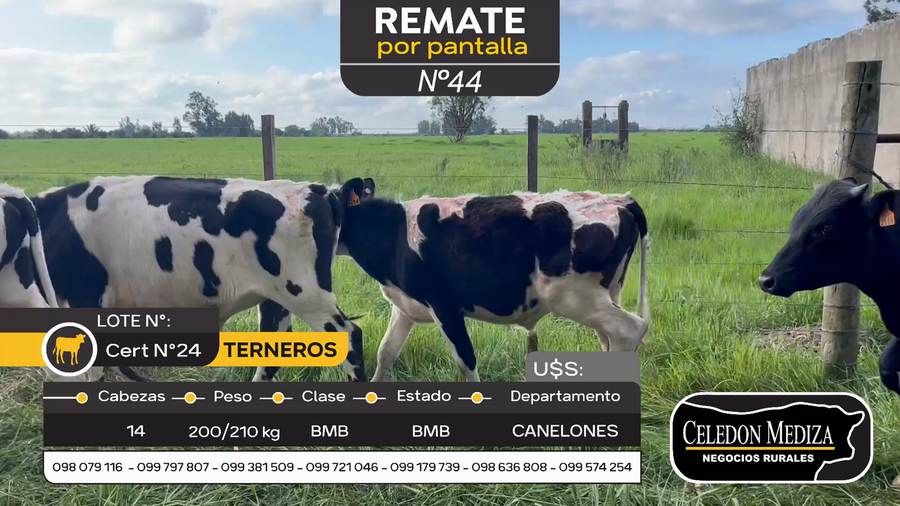 Lote 14 Terneros en Canelones