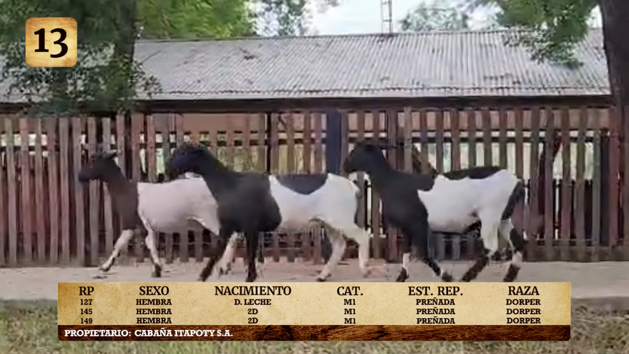Lote LOTE 13