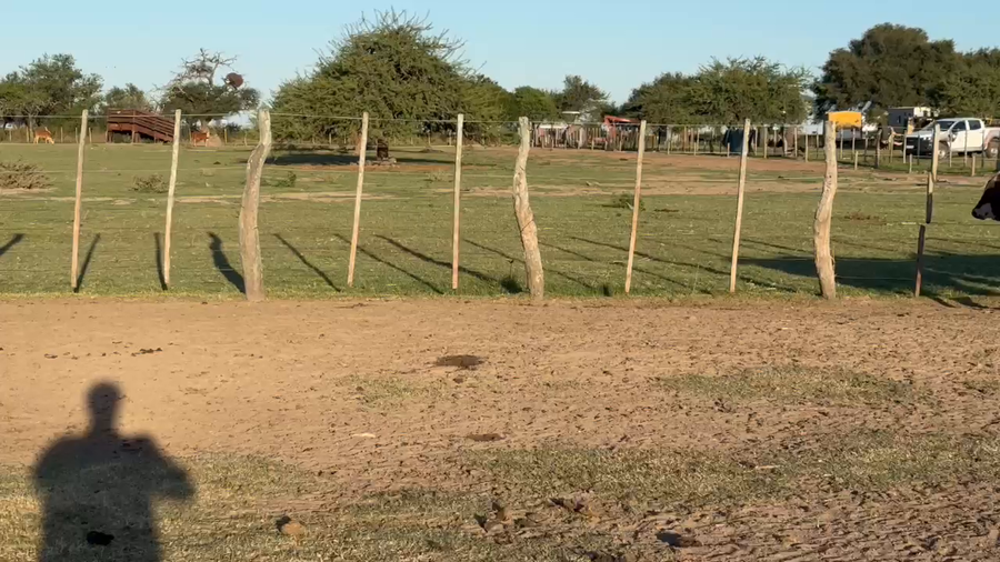 Lote 110 Terneros en Corrientes, Monte Caseros